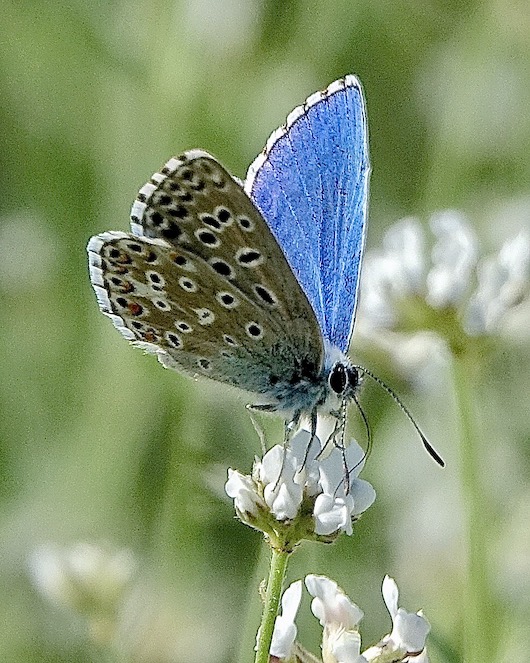 adonis blue
